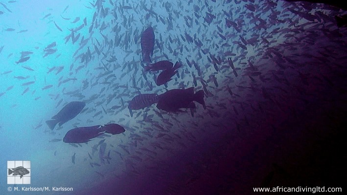 Petrochromis sp. 'blue giant' Cape Mpimbwe